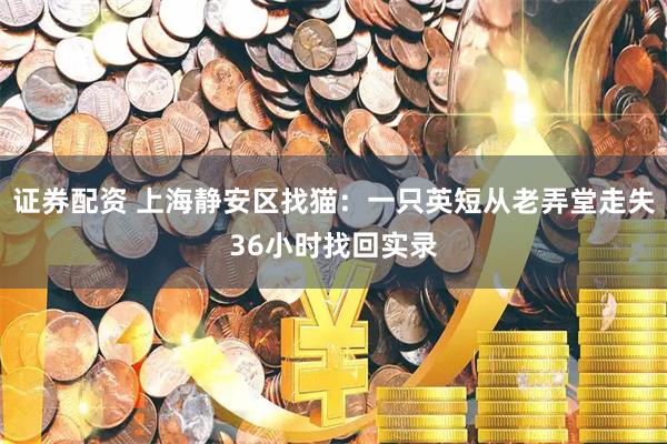 证券配资 上海静安区找猫：一只英短从老弄堂走失36小时找回实录