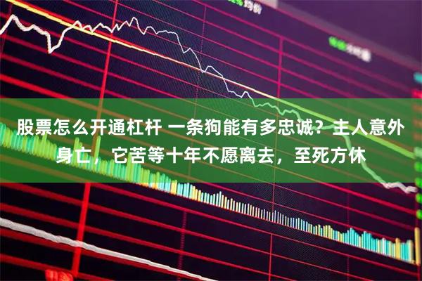 股票怎么开通杠杆 一条狗能有多忠诚？主人意外身亡，它苦等十年不愿离去，至死方休